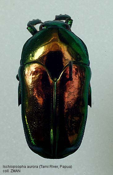 Papua Insects Foundation (Coleoptera/Scarabaeidae)